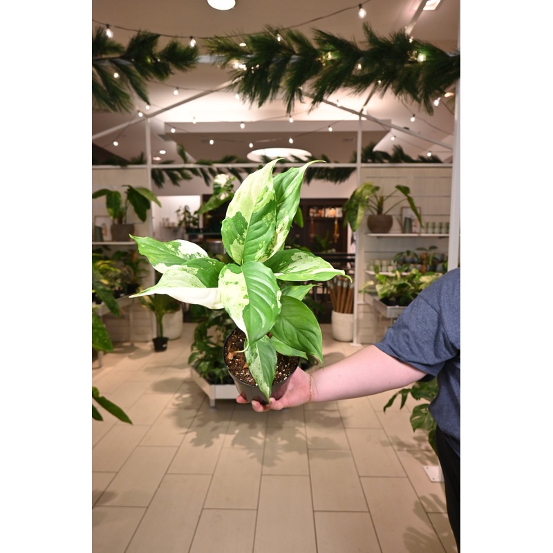 Aglaonema modestum ‘Spilt Milk’