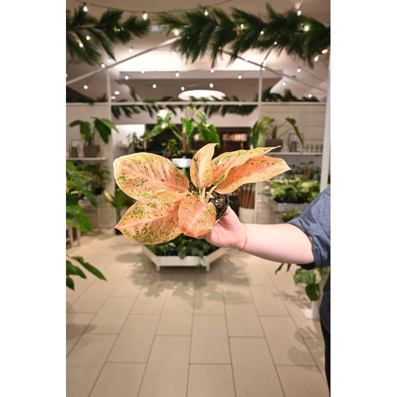 Aglaonema Orange Stardust|4″