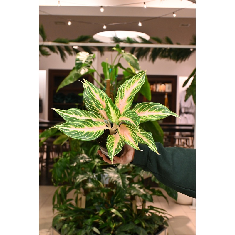 Aglaonema Pink Panama|4″