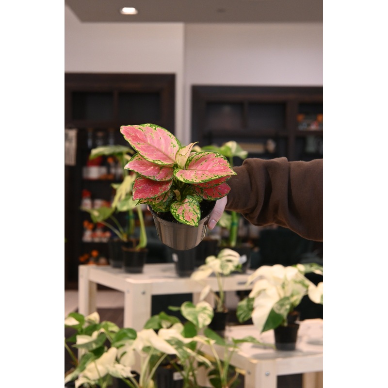 Aglaonema Red Diamond|4″