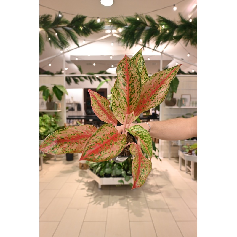 Aglaonema Sexy Lia|4″