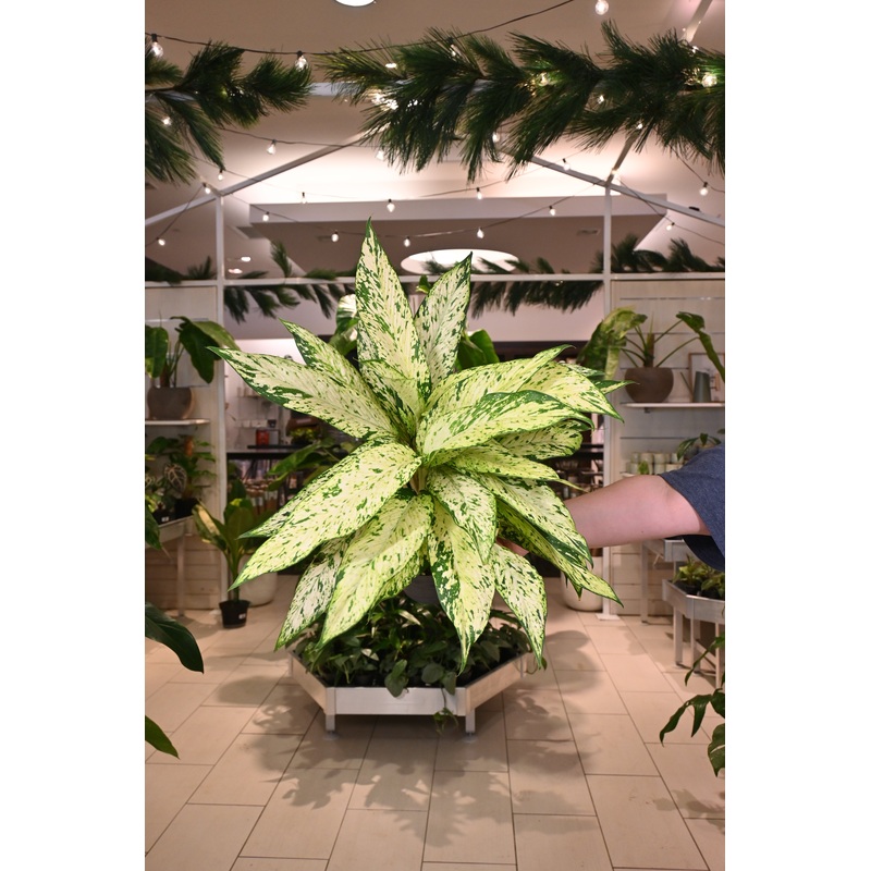 Aglaonema sp|8″
