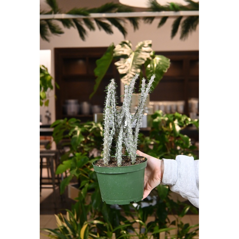 Alluaudia Madagascar Ocatillo|6″