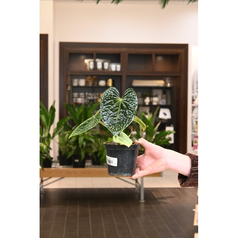 Anthurium Luxurians Platinum