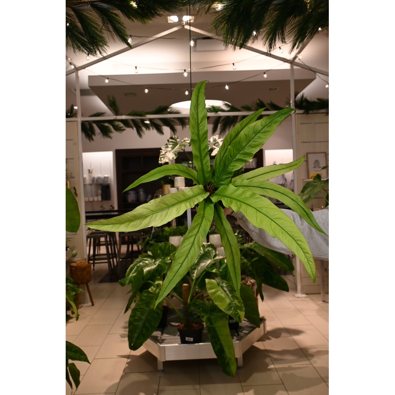 Anthurium Tubtim|8″