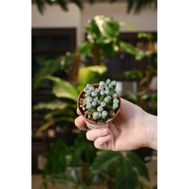 Babytoes|2″