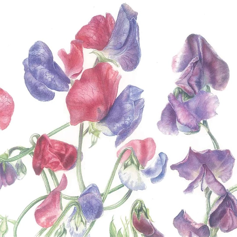 Botanical Painting Workshop Materials