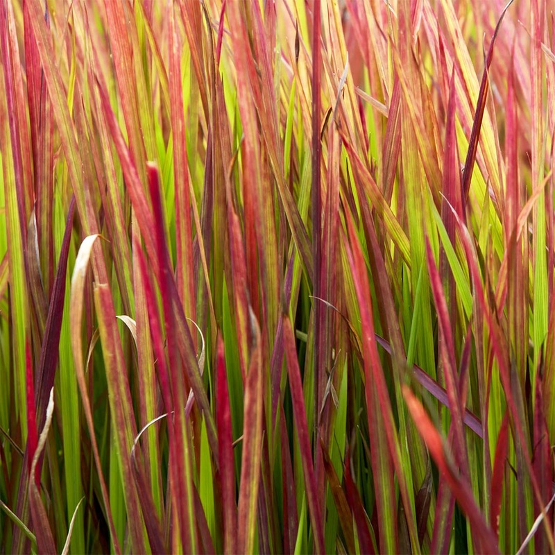 Imperata cylindrica ‘Rubra’ (Red Baron)
