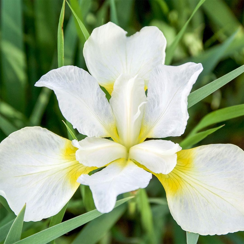 Iris sibirica ‘Dreaming Yellow’