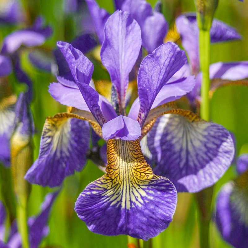Iris sibirica ‘Tropic Night’|2 litre