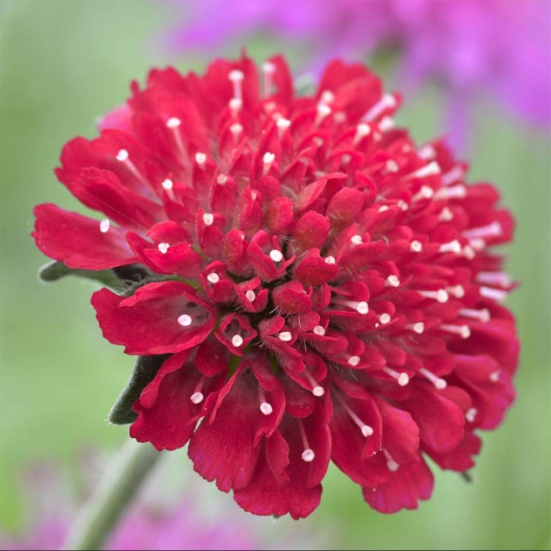 Knautia macedonica ‘Red Knight’
