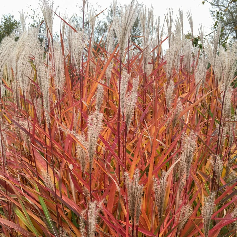 Miscanthus purpurascens|2 litre