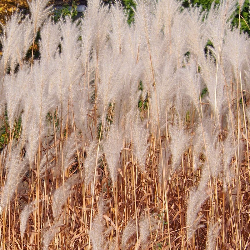 Miscanthus sacchariflorus|3 litre