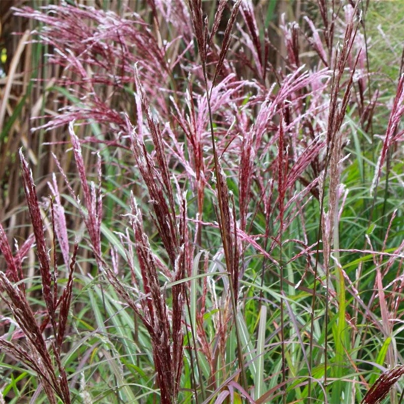 Miscanthus sinensis ‘China’|2 litre