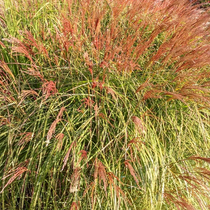 Miscanthus sinensis ‘Gnome’|2 litre
