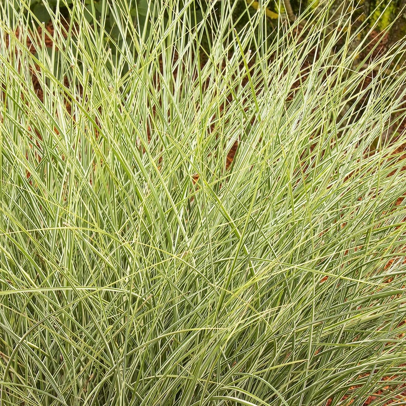 Miscanthus sinensis ‘Morning Light’