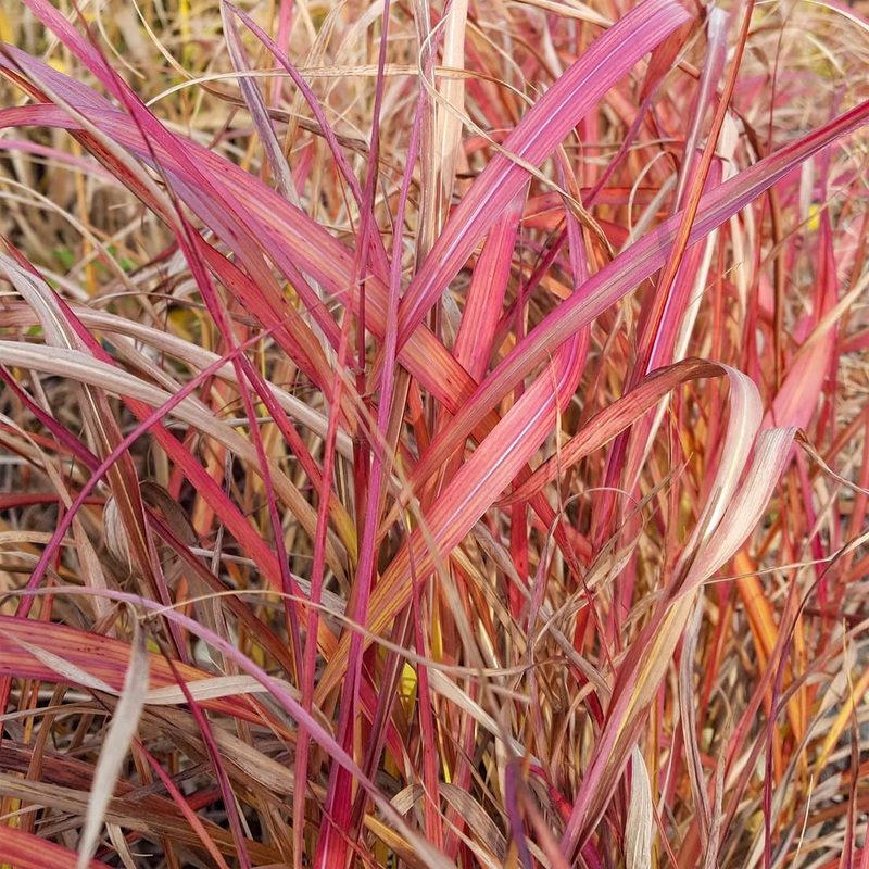 Miscanthus sinensis ‘Navajo’|12cm|2 litre