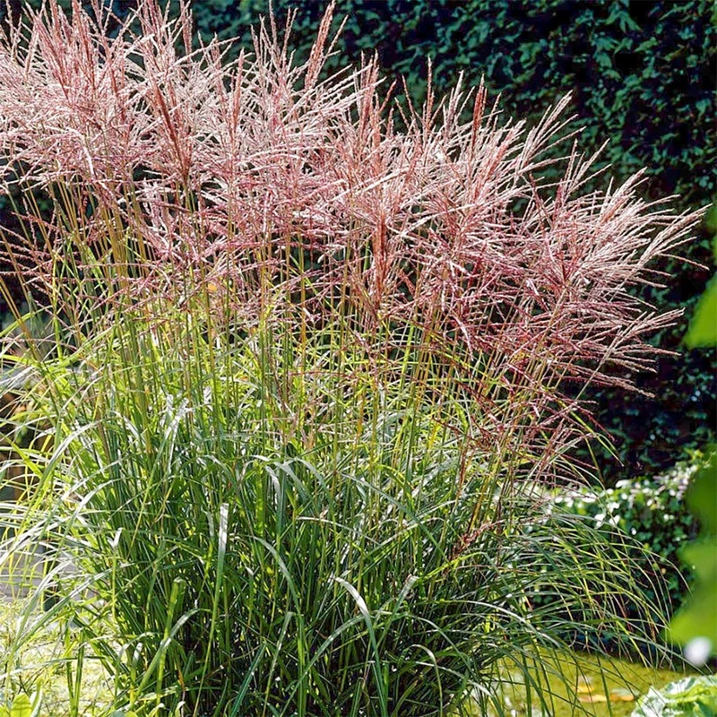 Miscanthus sinensis ‘Nippon’|2 litre