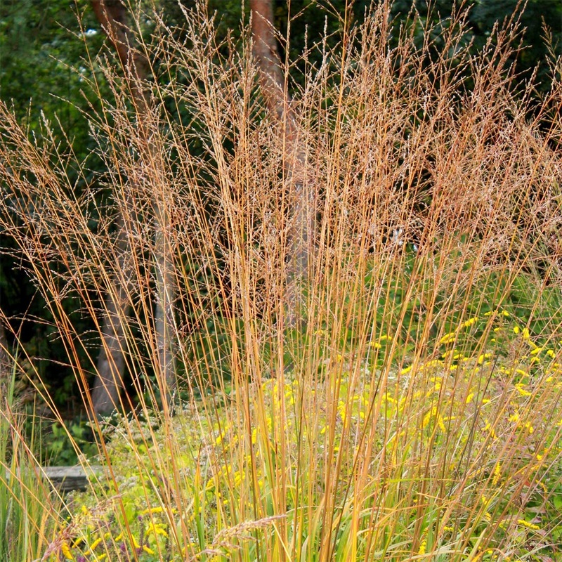 Molinia caerulea subsp. arundinacea ‘Karl Foerster’