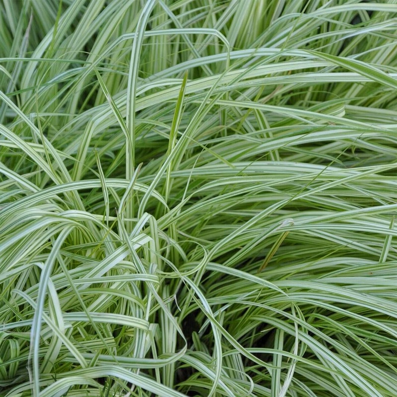 Molinia caerulea ‘Variegata’|9cm