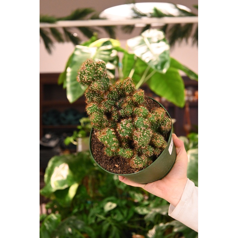 Monstrosus Minor|6″