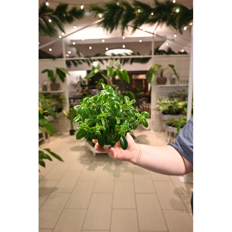 Nematanthus Christmas Holly Goldfish