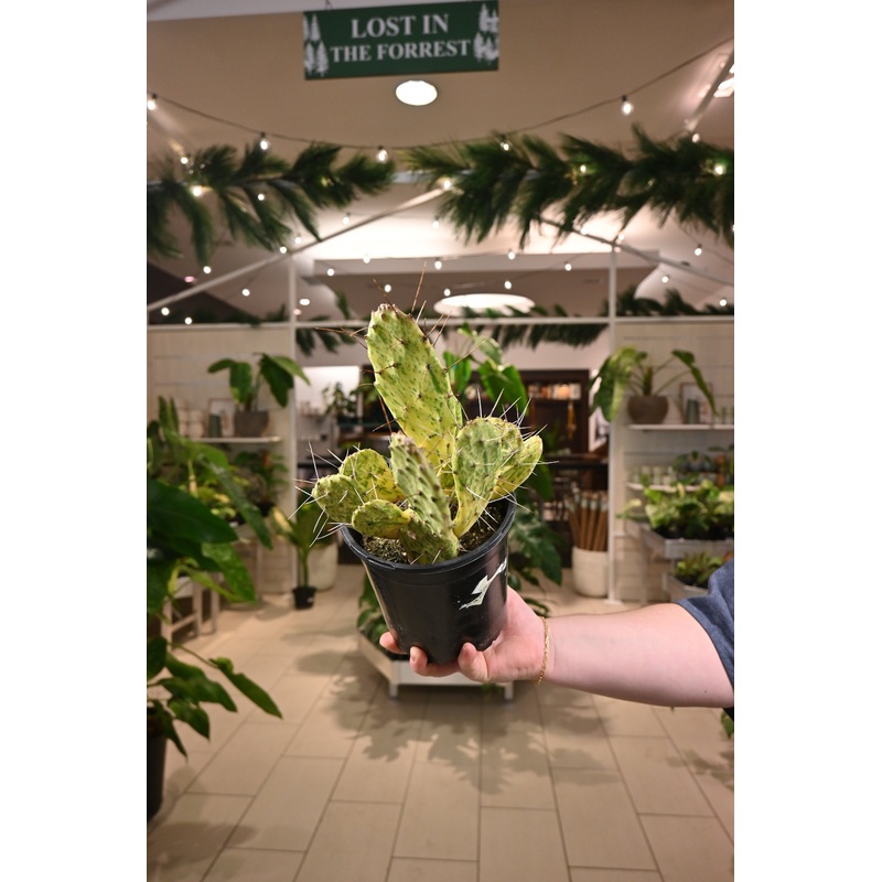 Opuntia Sunburst Cactus|1 Gal|2″