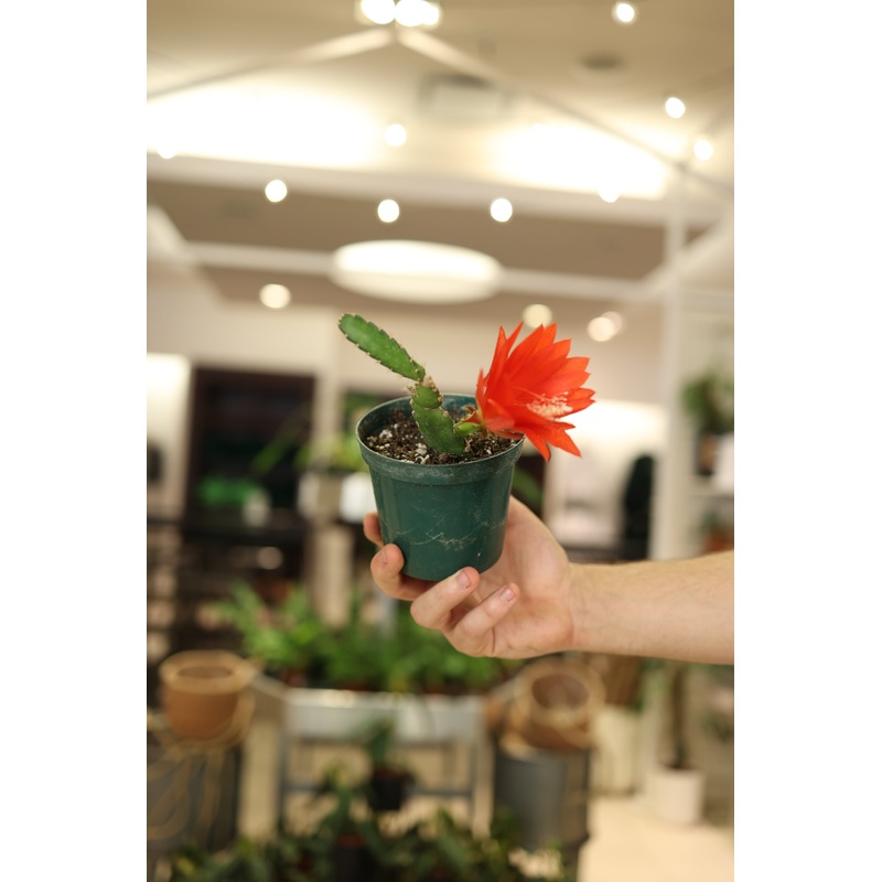 Orchid Cactus|4″|8″ HB