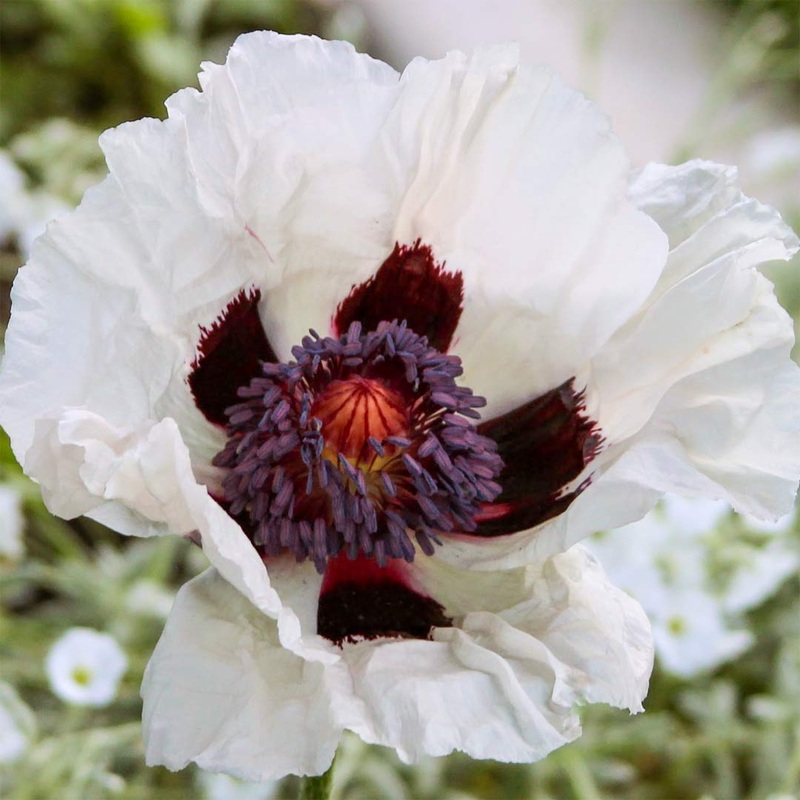 Papaver orientale ‘Royal Wedding’