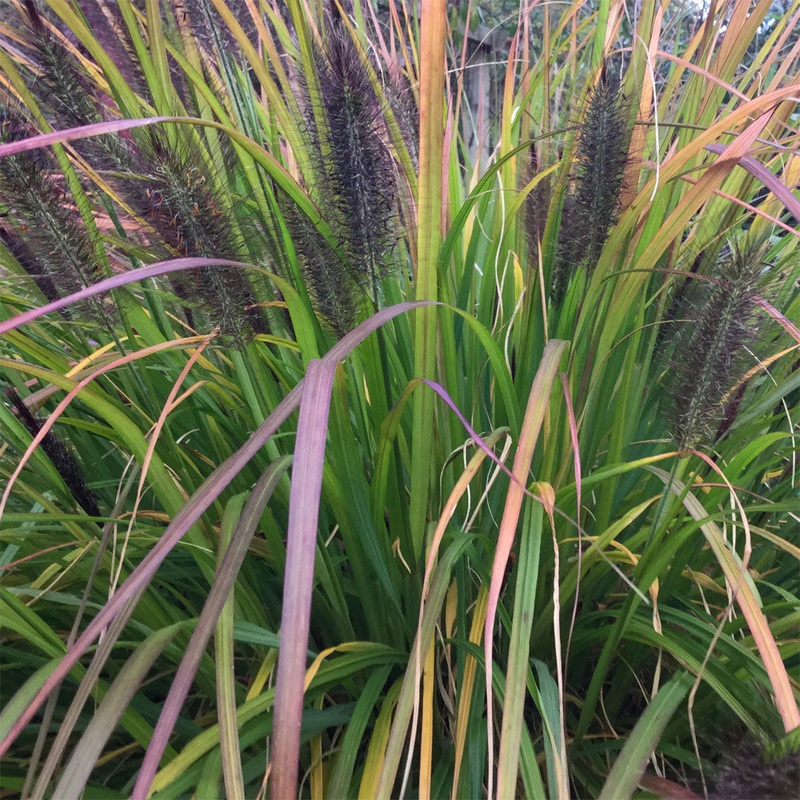 Pennisetum alopecuroides ‘Black Beauty’