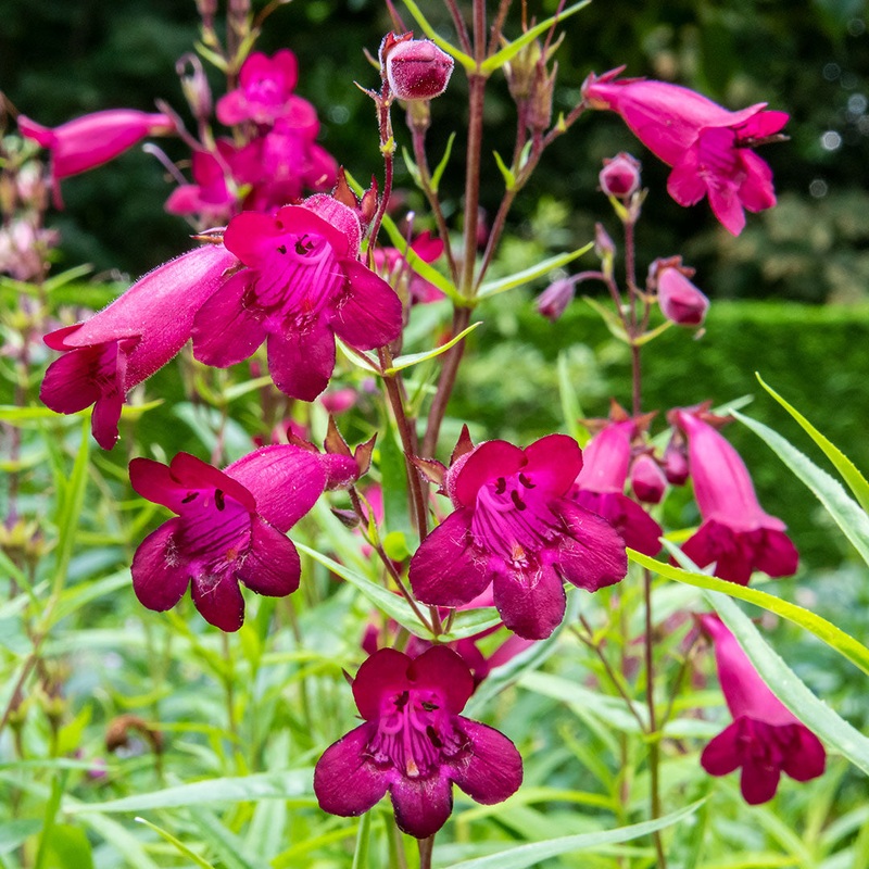 Penstemon ‘Andenken an Friedrich Hahn’ (Garnet)