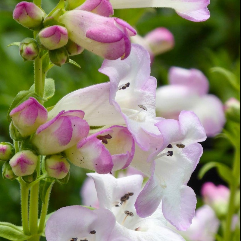 Penstemon ‘Beckford’|9cm