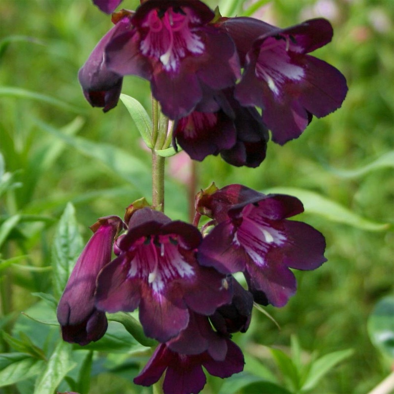 Penstemon ‘Blackbird’|9cm