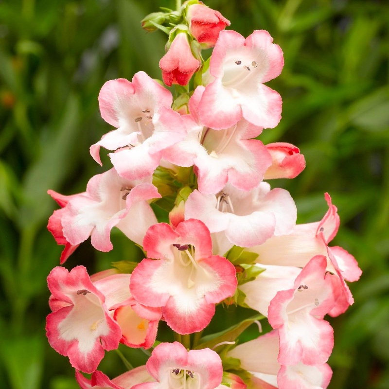 Penstemon ‘Flamingo’|9cm