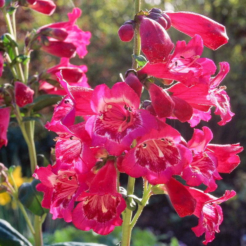 Penstemon ‘Geoff Hamilton’|9cm