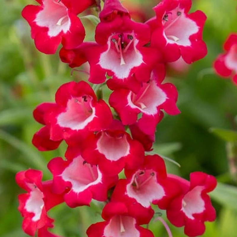 Penstemon ‘King George V’|9cm