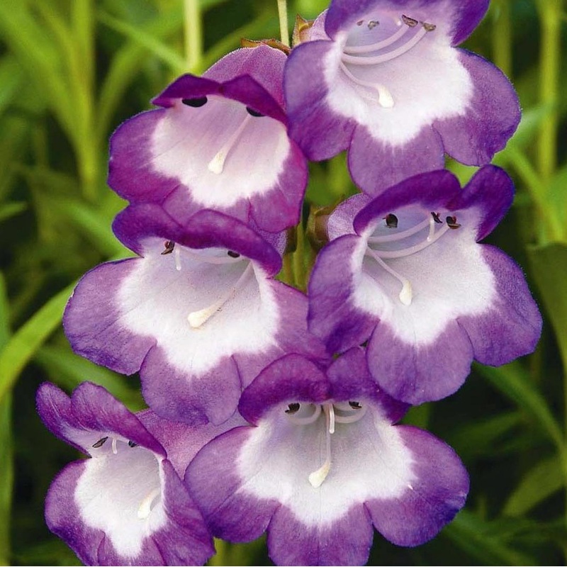 Penstemon ‘Pensham Czar’|9cm|2 litre
