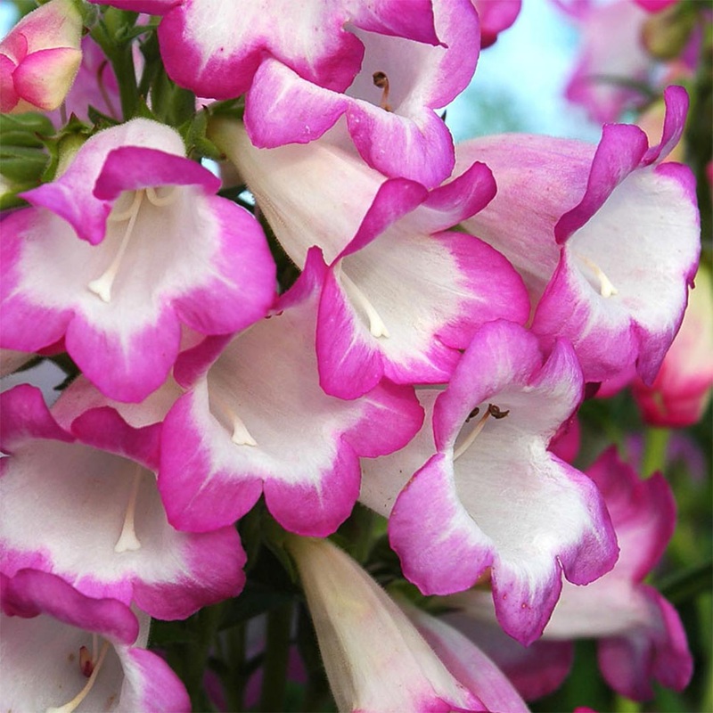 Penstemon ‘Pensham Laura’|9cm