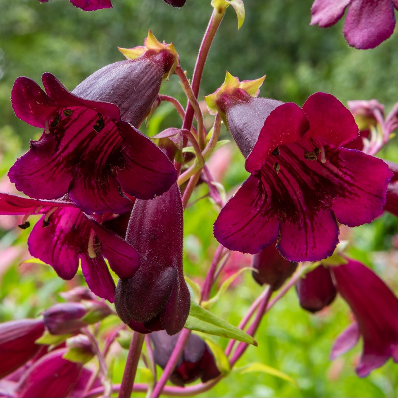 Penstemon ‘Pensham Plum Jerkum’