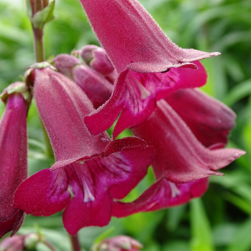 Penstemon ‘Port Wine’|9cm