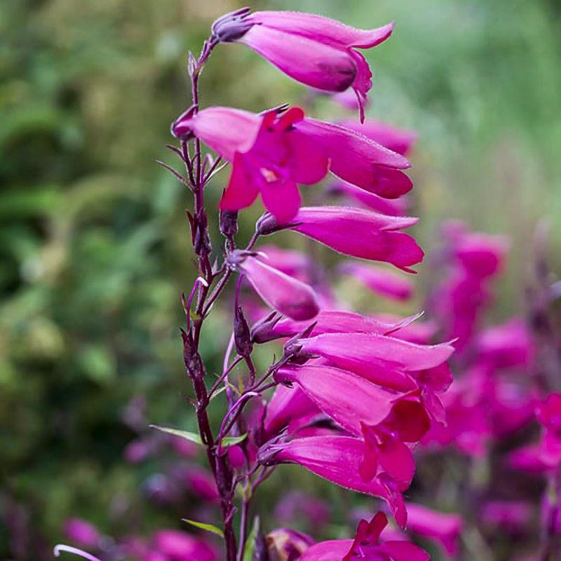 Penstemon ‘Rich Purple’|9cm
