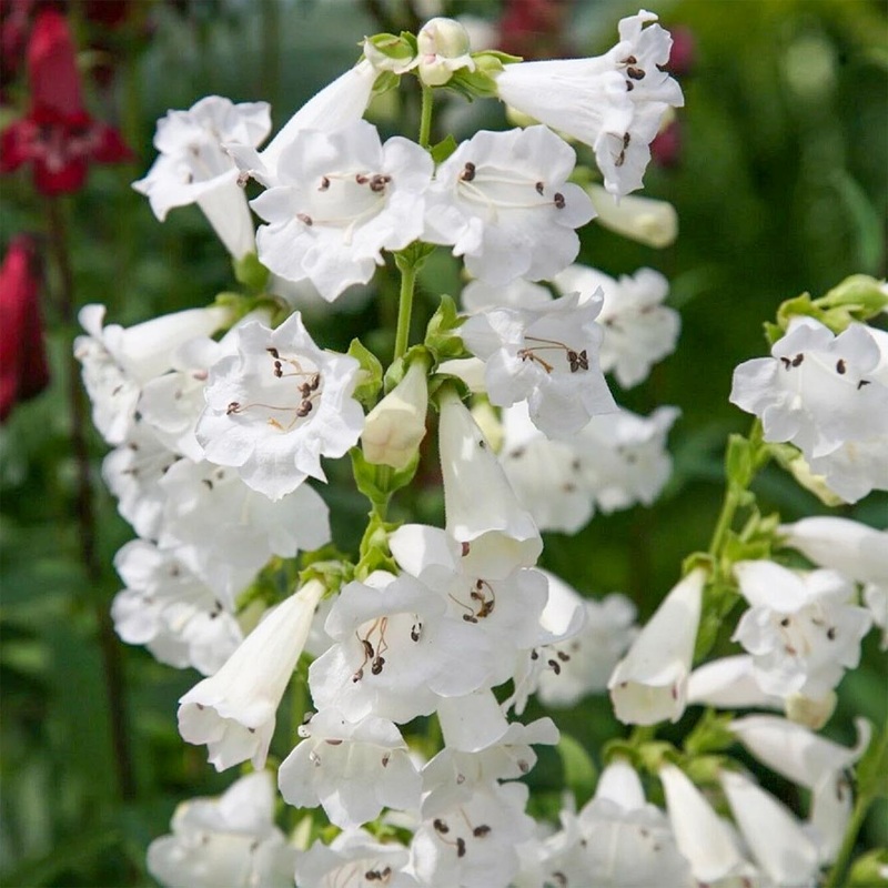 Penstemon ‘Snowstorm’|9cm
