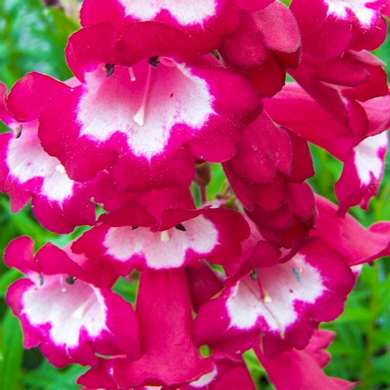Penstemon ‘Whitethroat’|9cm|2 litre