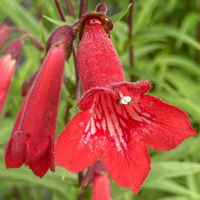 Penstemon ‘Windsor Red’|9cm