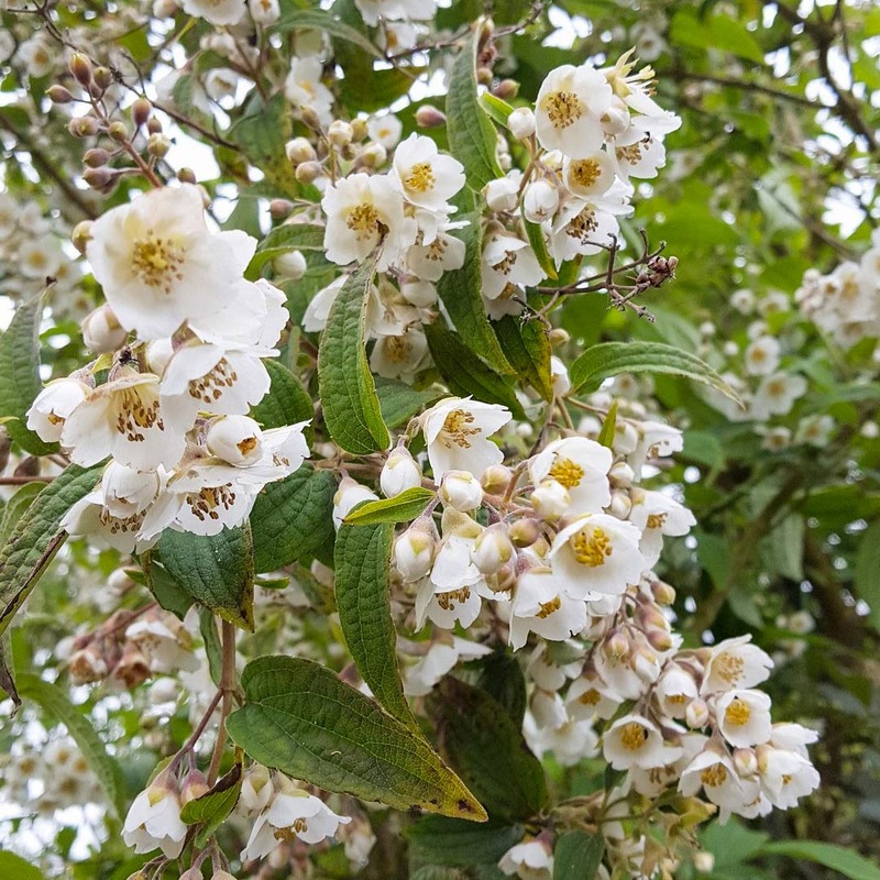 Philadelphus delavayi|2 litre