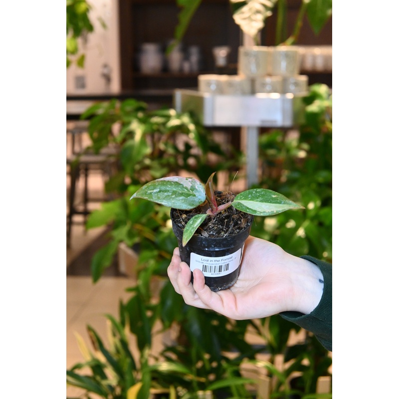 Philodendron Cotton Candy|3″