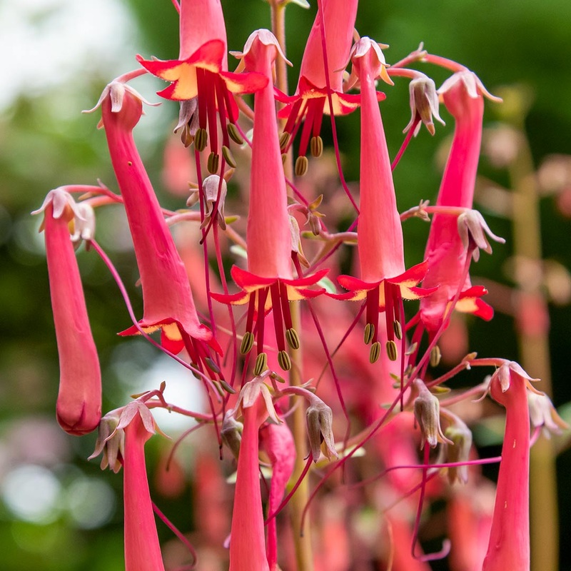 Phygelius x rectus ‘Devil’s Tears’