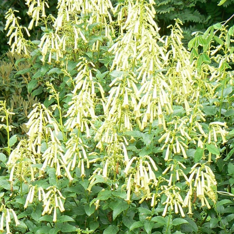 Phygelius x rectus ‘Moonraker’