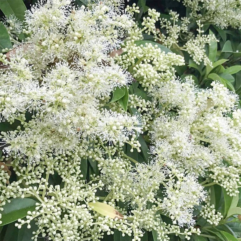 Pileostegia viburnoides|3 litre