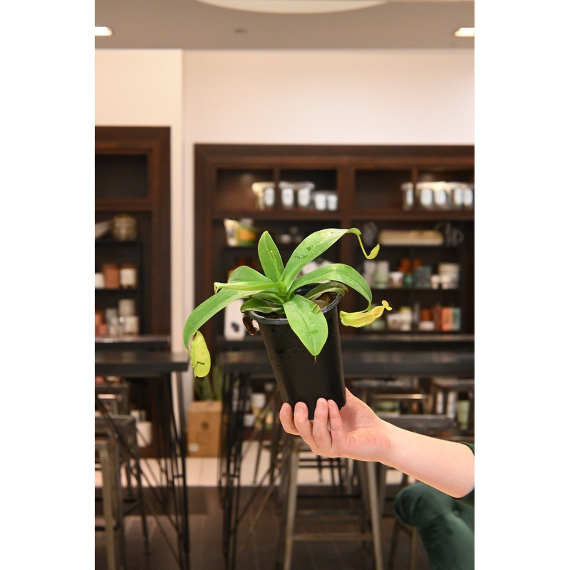Pitcher Plant|4″